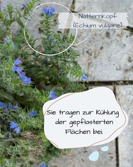 Hellgraue Steinplatten bilden einen Terassenboden. Sie sind winklig verlegt, so dass recht breite Fugen entstehen. Aus ihnen wächst ein großer Busch Natternkopf empor.