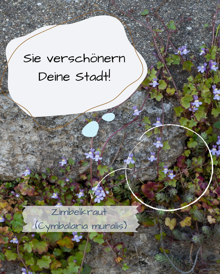 Eine Mauerritze ist das Zuhause eines lilablühenden Zimbelkrauts