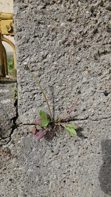 Eine kleine Löwenzahnpflanze inklusive Blühte wächst aus der winzigen Ritze einer grauen Betonwand.