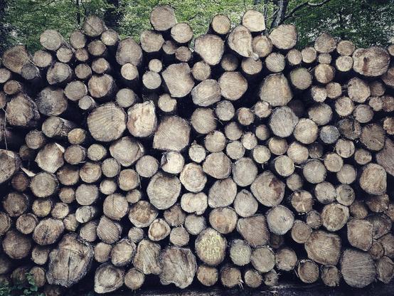 A large, neatly stacked pile of cut logs with varying sizes and visible growth rings, set against a backdrop of green forest foliage.