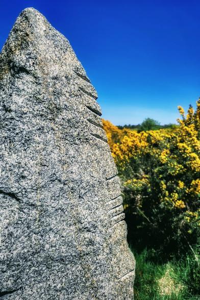 A close-up of a weathered, grey Ogham stone with linear carvings on its right edge, an ancient form of writing, partially obscuring a field of bright yellow gorse bushes under a clear blue sky, set in the Irish countryside.