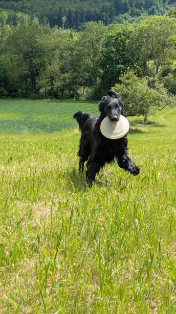 Emil mit einer Frisbee im Maul.