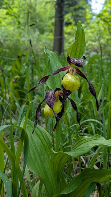 Frauenschuhe (Orchideen)