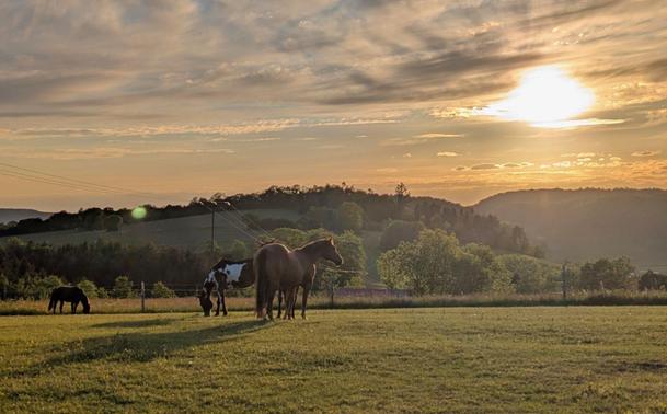 At the horses.
