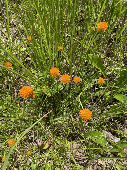 A small patch of small orange, globe shaped flowers with long slender stems and narrow leaves.
