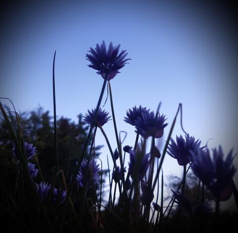 Schnittlauchblüten.
Von unten nach oben fotografiert.