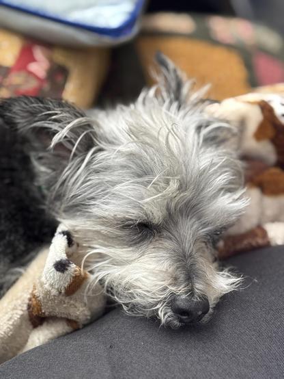 Closeup of a small gray and white dog asleep on a pile of colorful out of focus blankets and pillows.