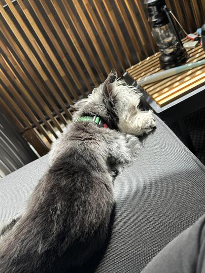 A small gray and white dog sleeping in the sunlight on a couch. The background is a wooden slat wall and table. There is an unlit lantern on the table.