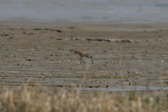 Ein Grosser Brachvogel stochert mit dem Schnabel im Watt.