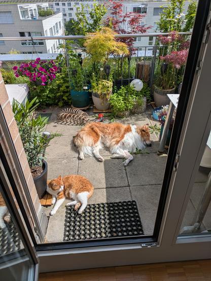A view through an open glass door out onto a terrace with ginger tabby with white and a sable Rough Collie lying in the sun with various pots full of plants behind them and houses in the background behind a railing