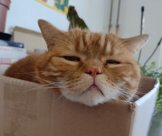 We see mainly the head of Donnie, the red cat, with his chin resting on the top edge of his cardboard box. He is slowly blinking his eyes.