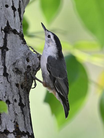 A White-breasted Nuthatch is perched on the vertical trunk of a walnut tree. The background is blurred green leaves. The tree has white bark with sapsucker holes gridling the trunk. The bird is facing up, it has a black crown, gray back and white face and breast. The eye is beady black, and the rump has cinnamon coloring. The bill is sharp and dark.
