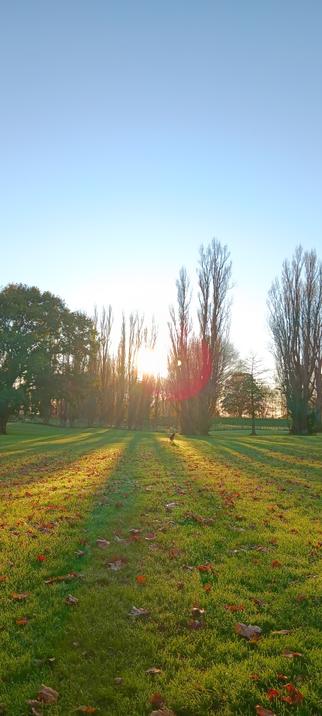 Sun rising through tall poplar trees,  long shadows across the grass and a dog called Sky is headed over to check for rabbits