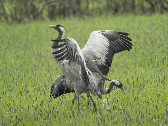 Kurkien perhe-elämää. Family life of the cranes.