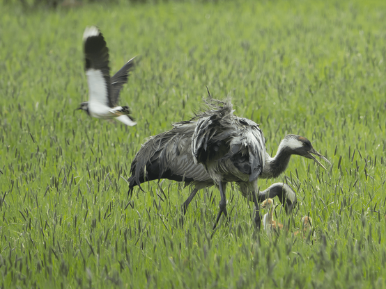 Kurkien perhe-elämää. Family life of the cranes.