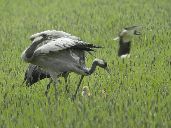 Kurkien perhe-elämää. Family life of the cranes.