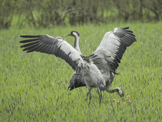 Kurkien perhe-elämää. Family life of the cranes.