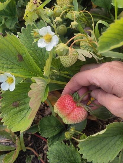 A fresh strawberry on the vine