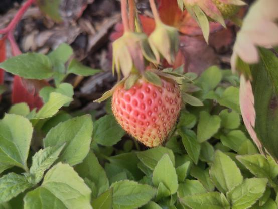 A fresh strawberry on the vine
