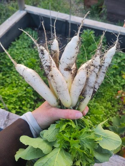 A hand holding a bunch of white radishes