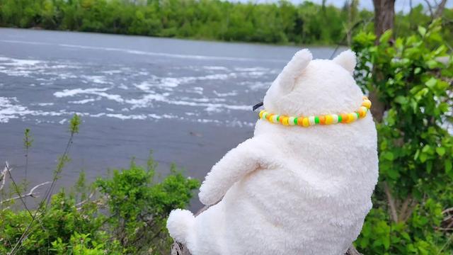A fat, round, white cat plushie sitting on a large, toppled-over tree trunk and looking towards the large lake in the background, surrounded by green foliage.