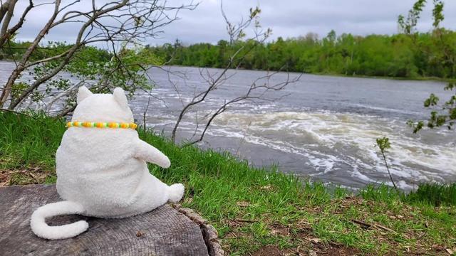 The same cat plushie, now sitting on a tree stump and looking over the same lake from before, from a different area. Grass and trees surround the tree stump.