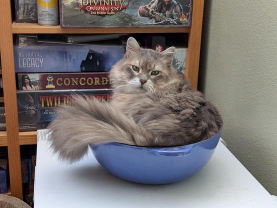 A large (15 lb / 7 kg) tabby-colored Siberian cat sitting in a large blue Le Creuset french oven, looking disdainfully at the photographer.