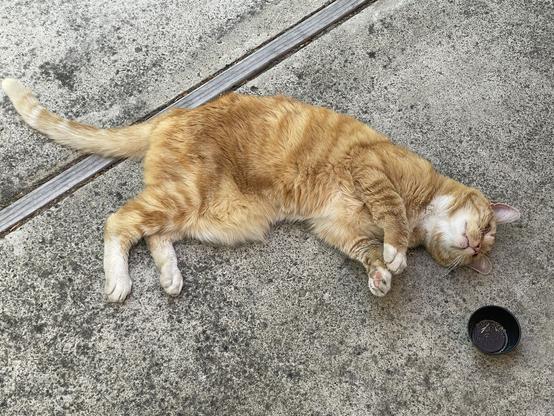Orange cat with white paws and white chin and pink toe beans lying with eyes closed on concrete patio. Next to him a small black plastic container with remnants of the catnip herb.