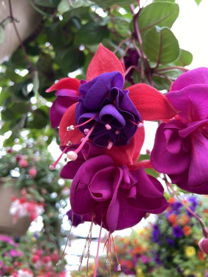 looking up at bright fuchsia flowers growing in a hanging basket. They have bright pink outer petals are dark purple inner petals. They're so vibrant they look like I edited the photo, but this is just how bright they are, even on a cloudy day.
