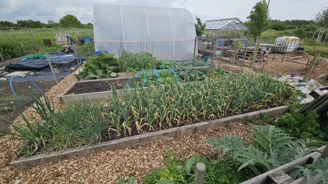 View of an allotment plot. Three widthwize raised beds in front of a polytunnel spanning rhe plot. The beds are mostly full of lush growing greenness. The foremost full of a crop of alliums, mostly garlic, with some shallots to the left edge.