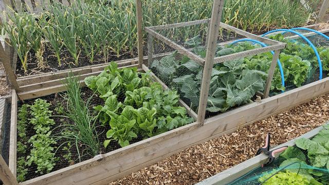 looking across at some raised beds, in the nearest one lots of different leafy crops grow under wooden framed cages, and just beyond it is a bed full of garlic.