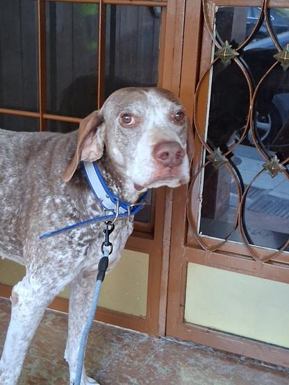 Mi perro mirando a la cámara con un collar azul