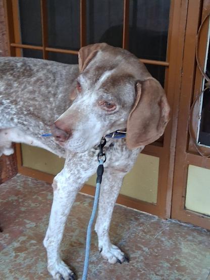 El mismo mirando a un lado porque vio a otro perro