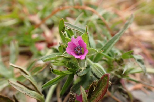 I love car parks for wild flowers. We had a good start before even getting in the walled garden. Photo of a pink flower of Cut-leaved Crane's-bill. Car park also had plenty vetch, speedwell and a Thyme-leaved Sandwort which I don't think I've seen before. Rough ground is ace for wild flowers.