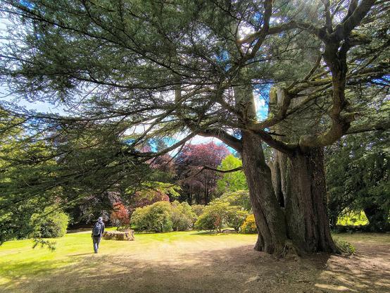 One of us walking under and past the branches of a mighty cedar of lebanon. What a tree!