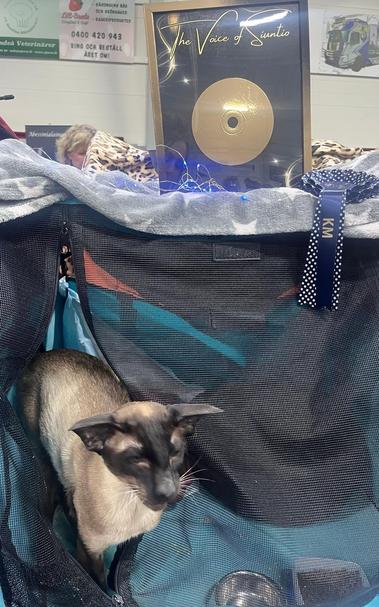 A Siamese cat is inside a mesh pet carrier with a soft interior. Behind the carrier, there is a framed award titled "The Voice of Siuntio" featuring a gold disc. A blue ribbon labeled "KM" is also visible.