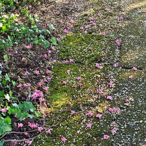 Auf dem Boden liegende weiße und rosa Blüten