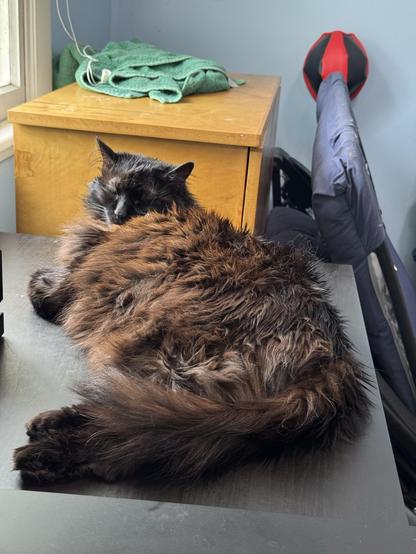 A fluffy black cat is sleeping on a desk, with its body partially curled up. In the background, there's a green towel on a wooden chest and a chair with a red and black design. Natural light comes through a window.