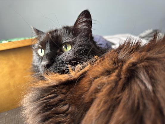 A close-up of a long-haired black and brown cat with striking green eyes, partially resting. The background is softly blurred, featuring a hint of a wooden surface and bedding.
