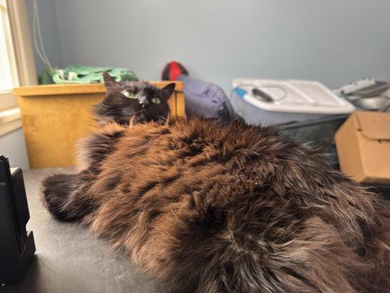 A long-haired black and brown cat is lounging on a flat surface. The background includes a wooden box, a green blanket, and a few other items. Natural light is coming in from a nearby window.