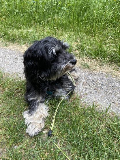 Chico the Maltipoo lying on the gravel trail waiting on a friend, any dog friend. 😂