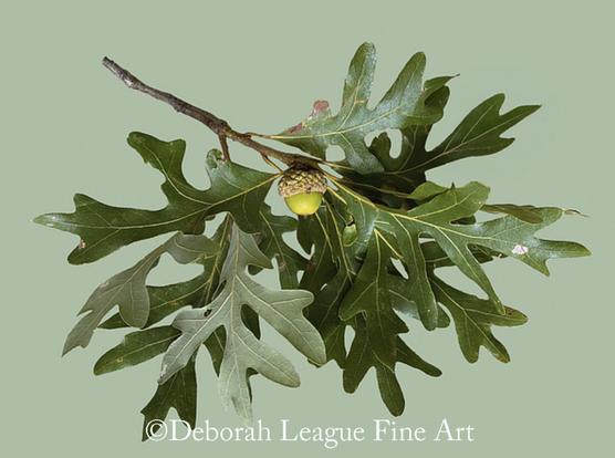 A branch with vibrant green oak leaves and a single acorn is set against a neutral sage background, highlighting its natural beauty. The leaves vary in color and shape, showing the intricate details of the oak.