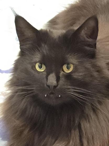 Portrait of Black cat Hope