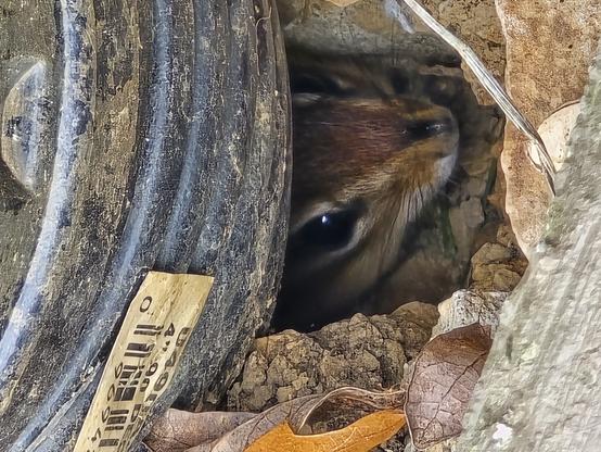 Chipmunk face