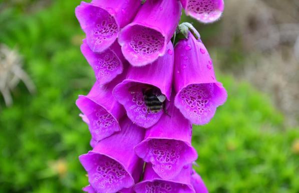 Bumblebee entering bell-shaped crimson flower.