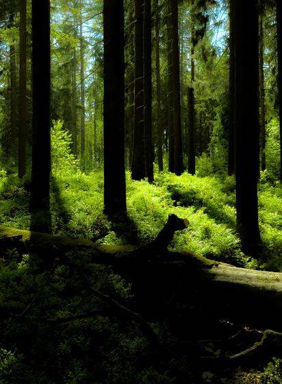 Sunlight filters through tall pine trees onto mossy forest floor with dense greenery and a fallen tree trunk in the foreground.