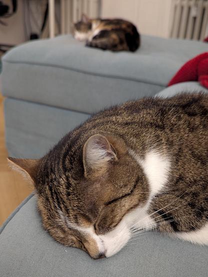 Two cats sleeping on the sofa, one in the foreground, one in the background.