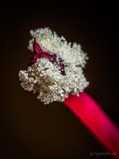 Close-up shot of white pollen on the dark pink anther of a fuchsia flower.