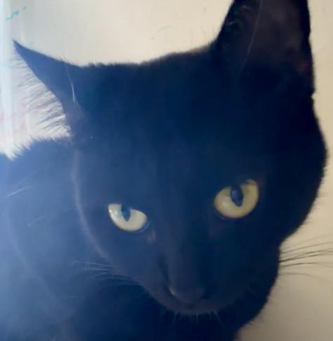 A small black cat’s head, with golden eyes, tilted slightly and blurry with sunlight.