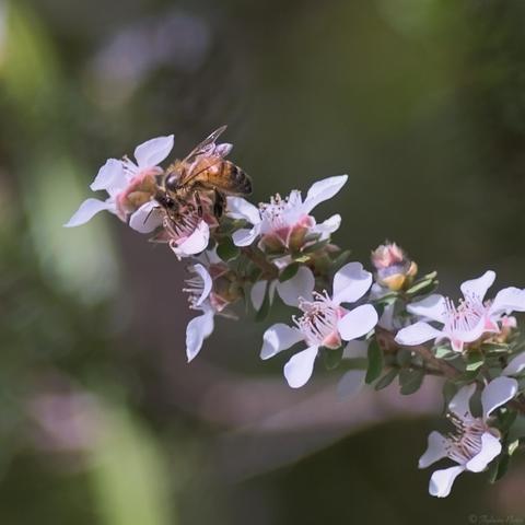 A bee attends to the pollen on small, 5 petalled flowers.  The petals are white with palle pinkish centres and stamens.  Blurry forest background in greens and browns.